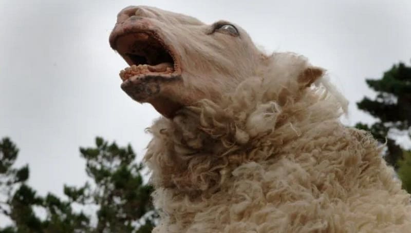 imagen de oveja de black sheep